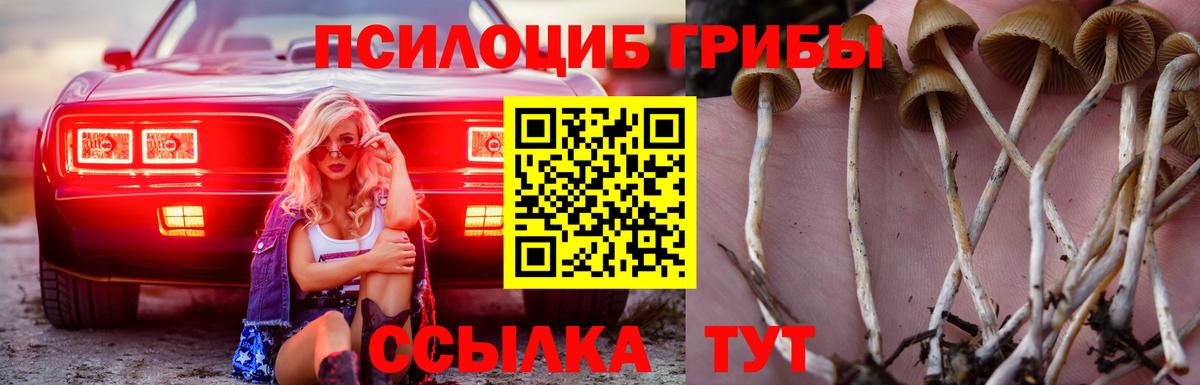 Псилоцибиновые грибы Psilocybine cubensis Волгоград